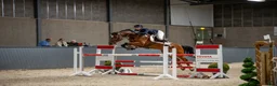 Hoppning hästar till salu: Spennende 6års spranghest i Skjeberg - Annons 3