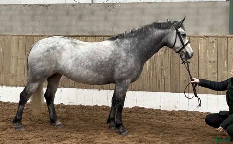  hästar Connemarasto med det lilla extra! ⭐️ *reserverad!* i Hålta - Annons 15