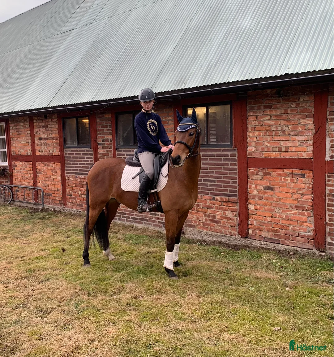 Allround hästar till salu: Lovande allroundponny söker 5 stjärnigt hem ✨ - Annons 2