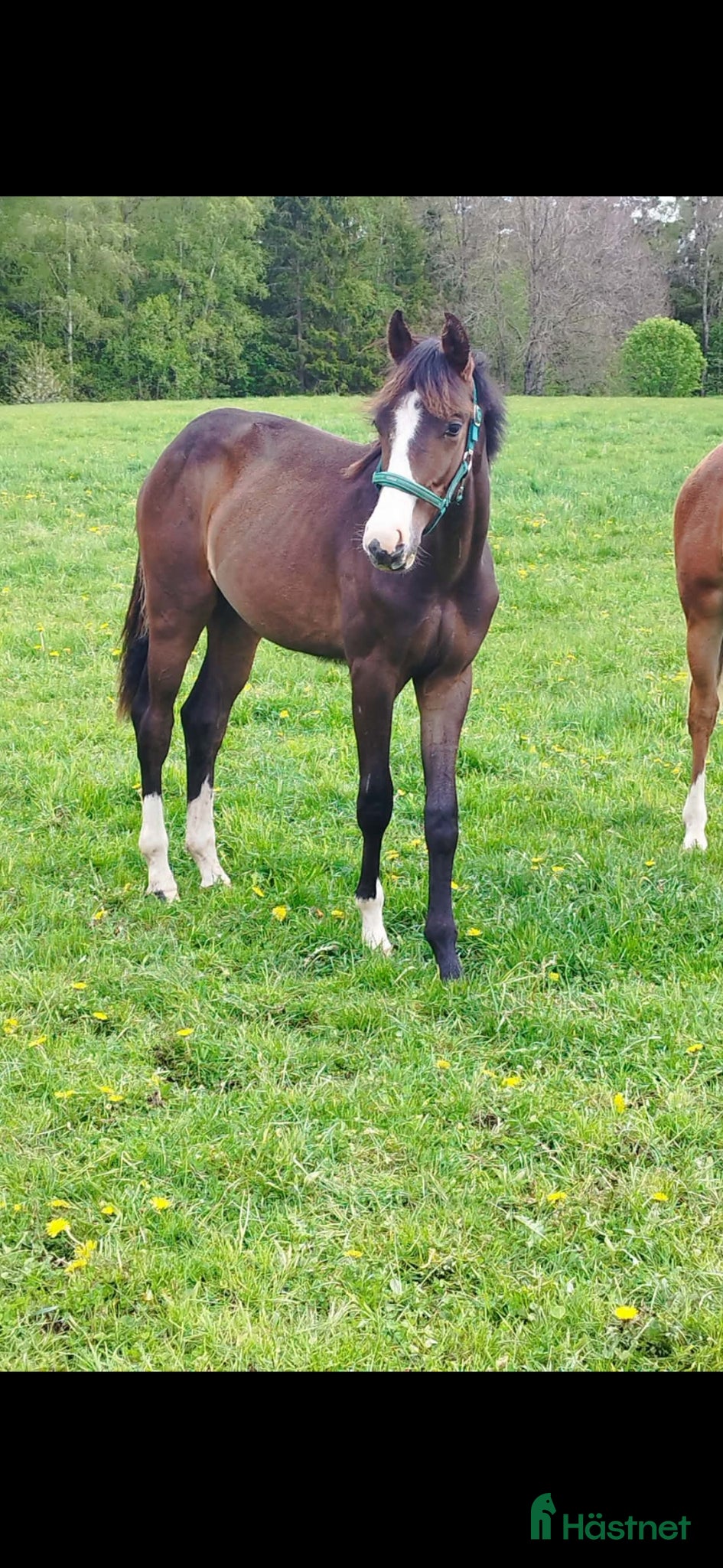  hästar 1 års hingst - Annons 2
