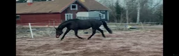 Allround hästar till salu: Trevligt allroundsto - Annons 12