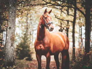 hästar Dressyr/Allround - Annons 15