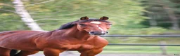 Dressyr hästar till salu: Personlig valack - Annons 3