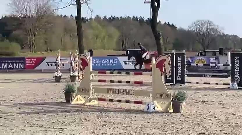 Hoppning hästar till salu: Fin hopphäst  - Video 1