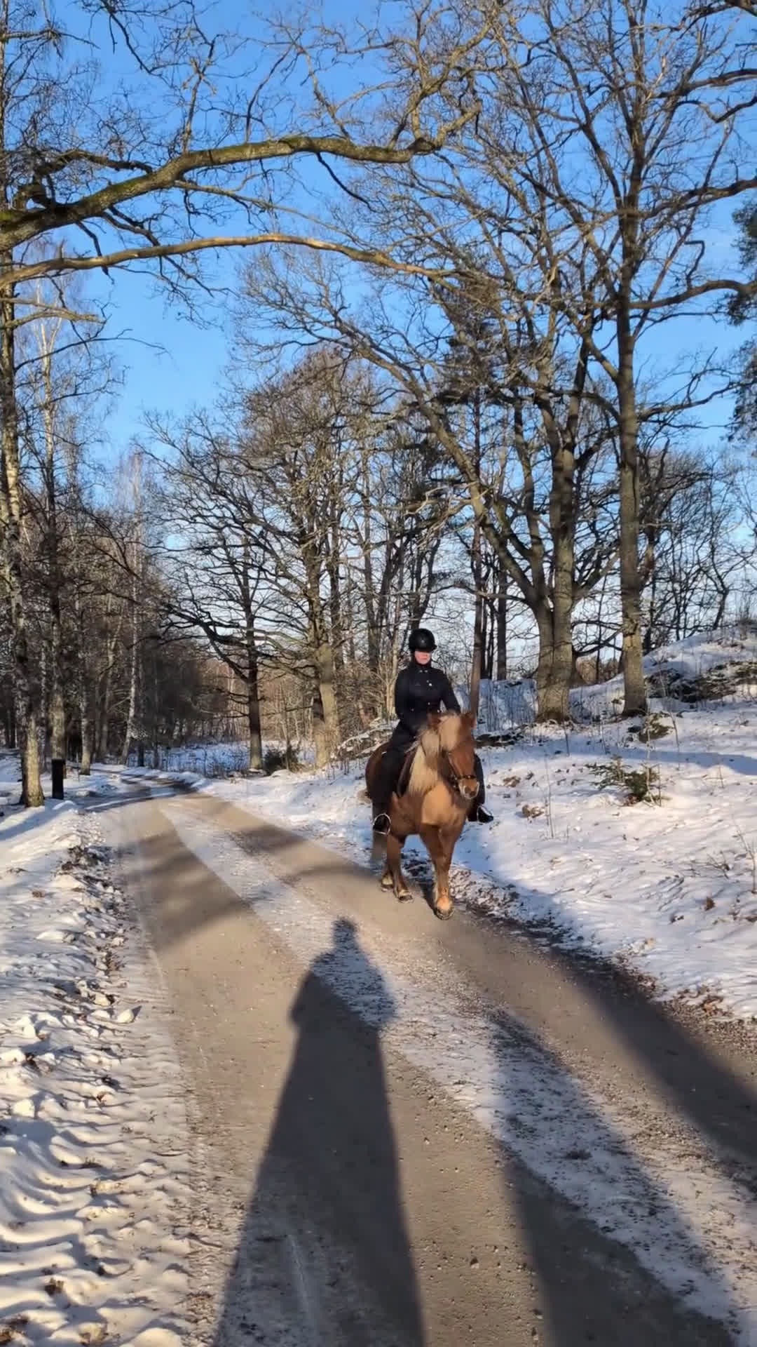 Island hästar till salu: Menja från Kyrkbyn - mycket trevlig islandshäst  i Stigtomta - Video 3