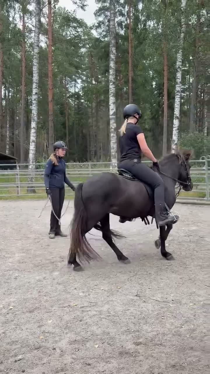 Island hästar till salu: Litet sto med fin tölt  - Video 1