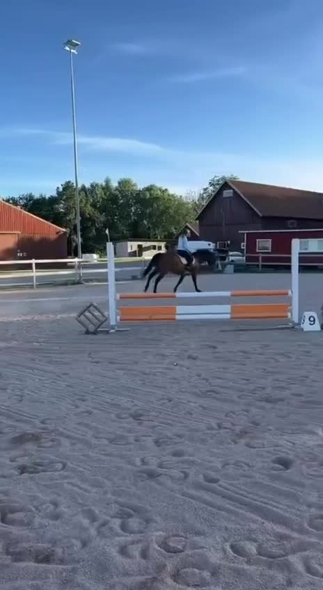 Allround hästar till salu: Elagro söker nytt hem i Tun - Video 2