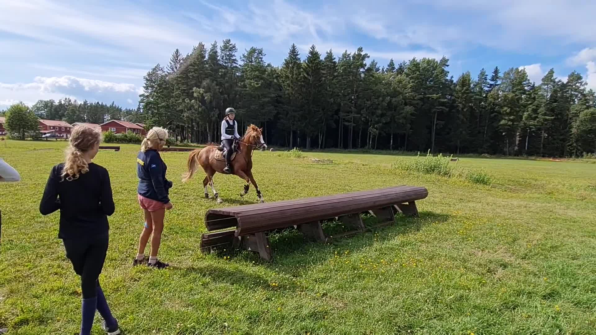 Dressyr hästar till salu: Kvalitetsponny- rolig att rida varje dag - Video 5
