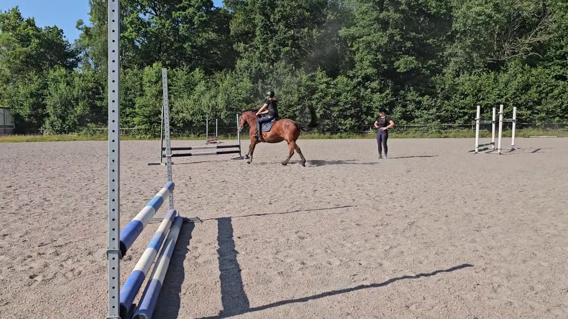 Allround hästar till salu: Fint Conemara sto - Video 1