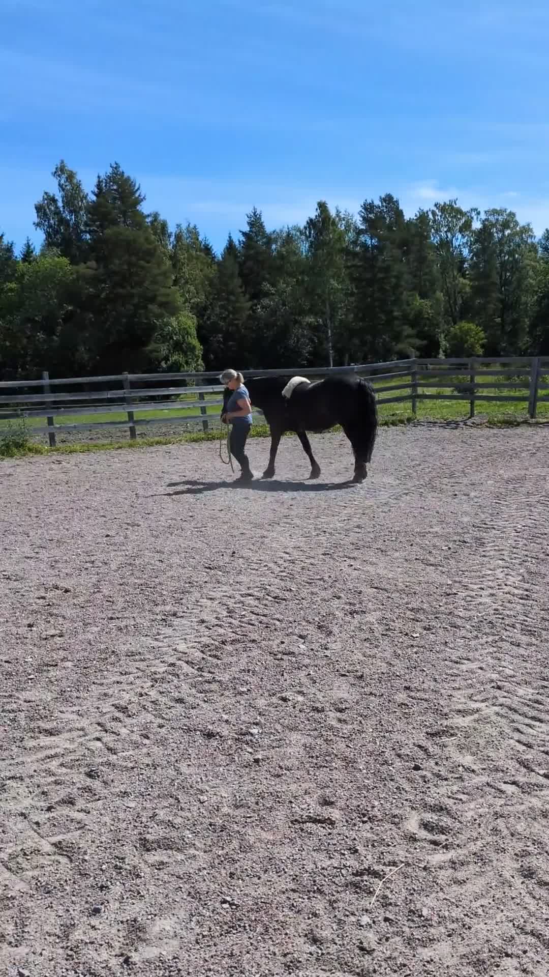 Allround hästar till salu: Balder – snäll och vacker - Video 2