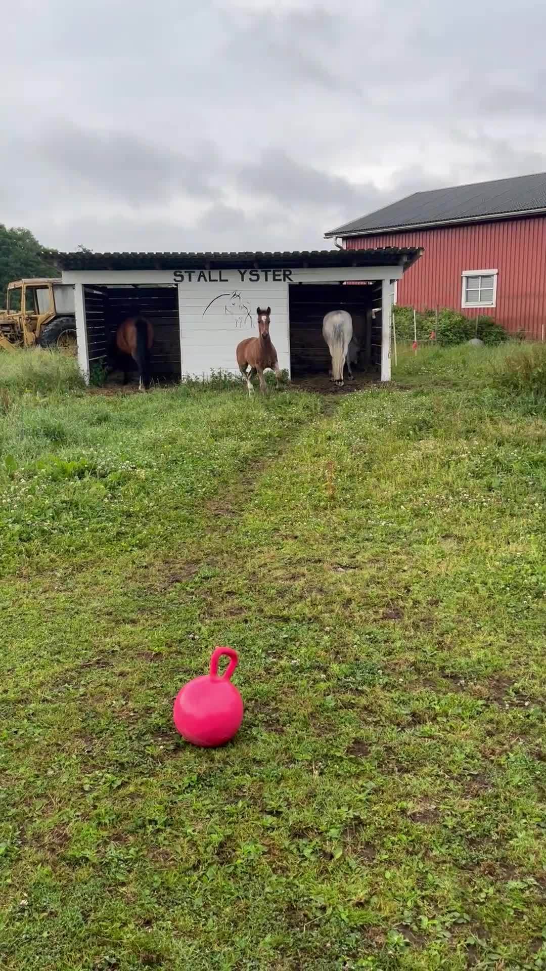 Avelshästar hästar till salu: Supersnällt sto  - Video 2