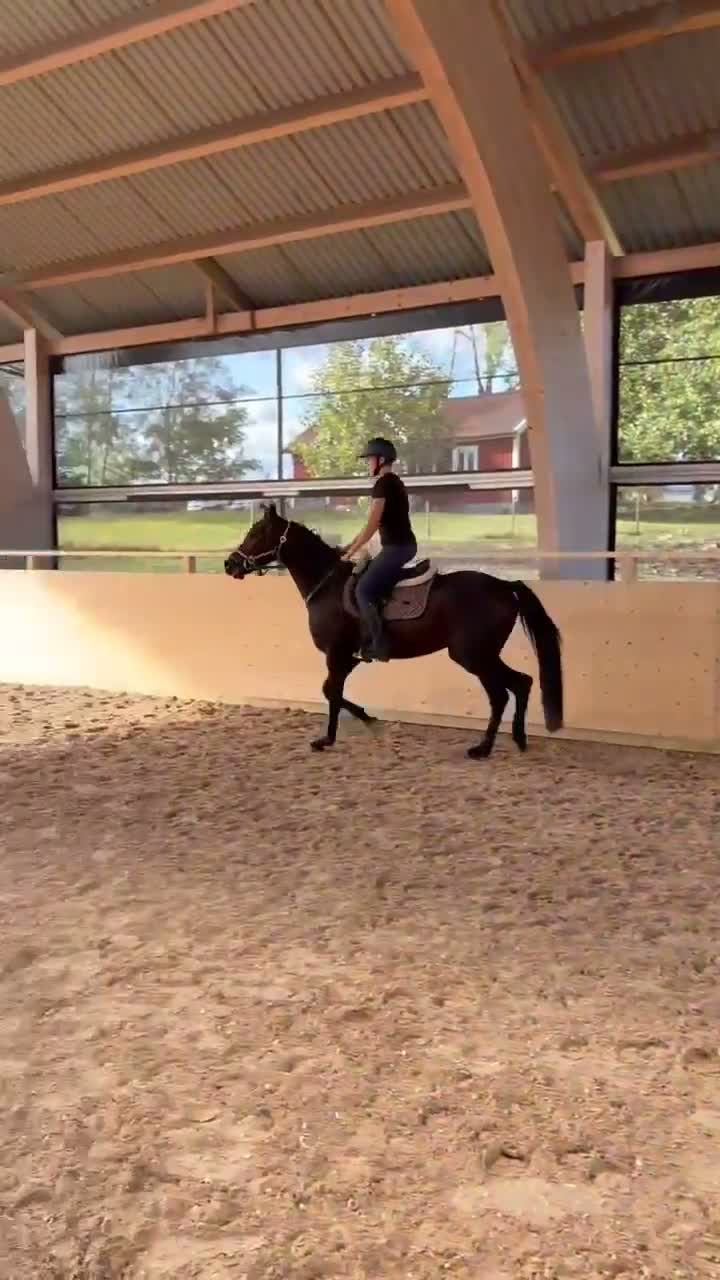 Hoppning hästar till salu: Lovande 3-årig valack med toppenstam för framtiden - Video 4