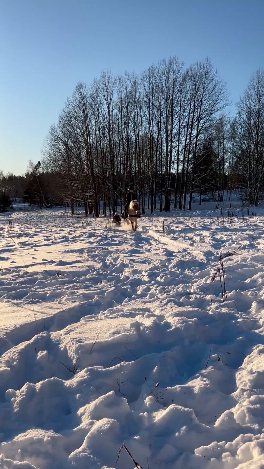 Dressyr hästar till salu: Blickfångare till tävlingsryttare i dressyr i Jönåker - Video 5