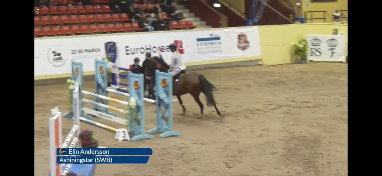 Hoppning hästar till salu: Framtidshäst e: All Star 5 - Video 1