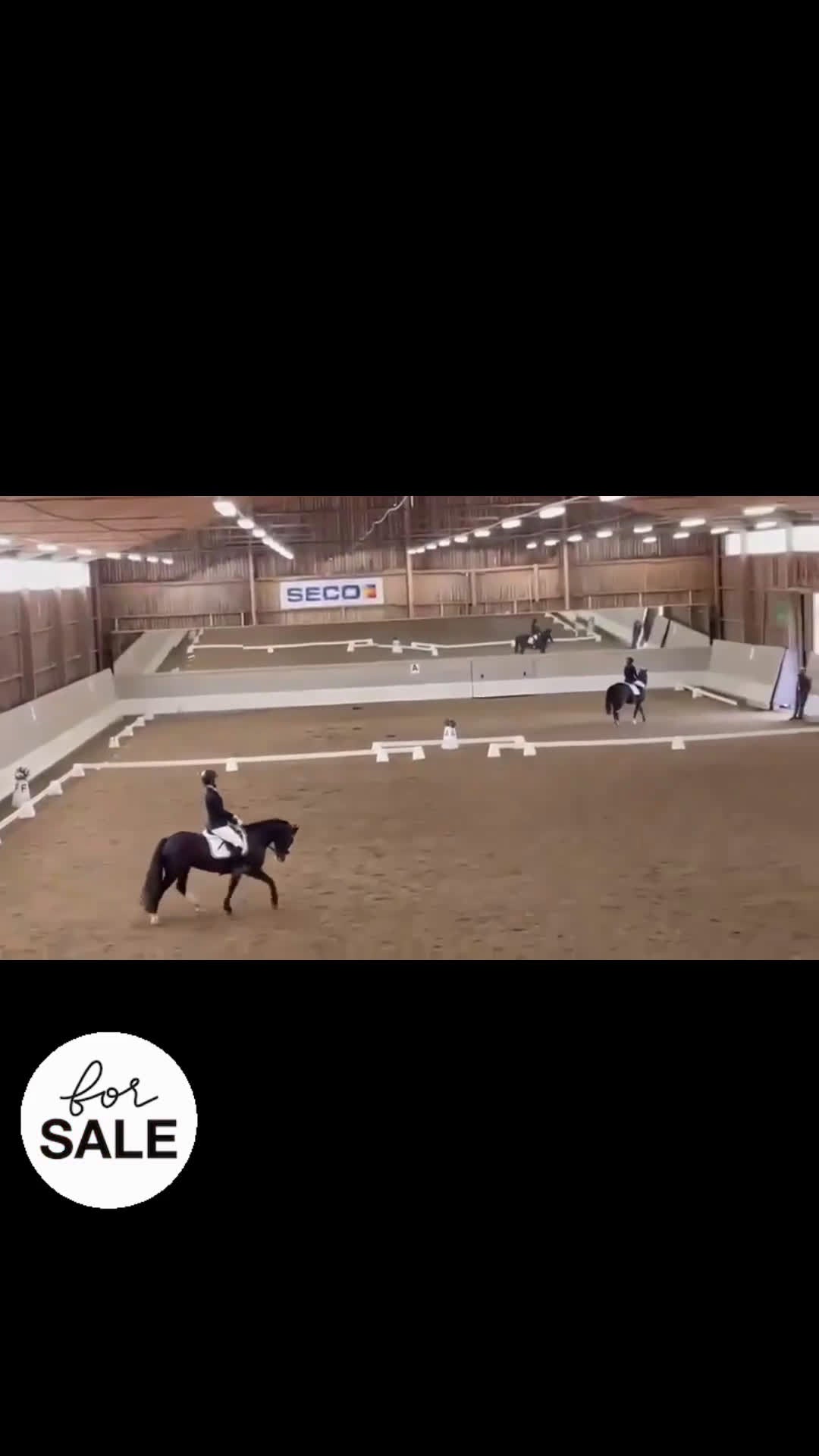 Hoppning hästar till salu: Rosettplockare/läromästare till salu - Video 2