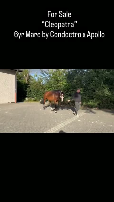 Hoppning hästar till salu: Sto med framtiden framför sig! - Video 1