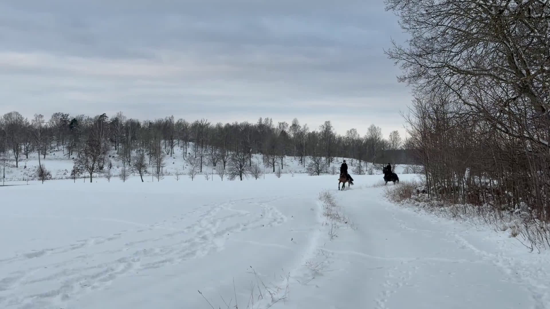 Hoppning hästar till salu: Trevlig valack - Video 2