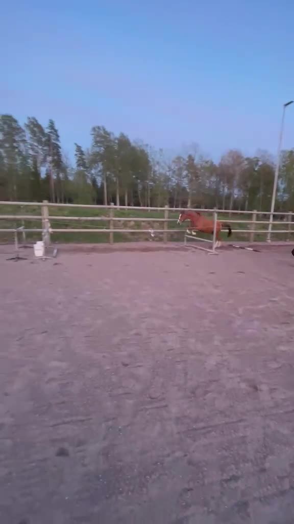 Hoppning hästar till salu: Lovande framtidsämne!  - Video 1