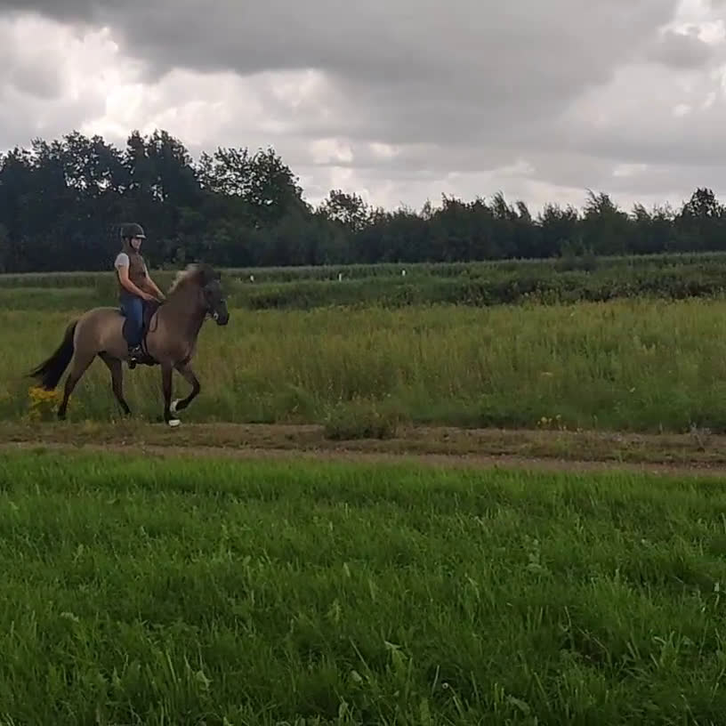  medryttarhäst sökes: Medryttarhäst sökes till glad skit! - Video 1
