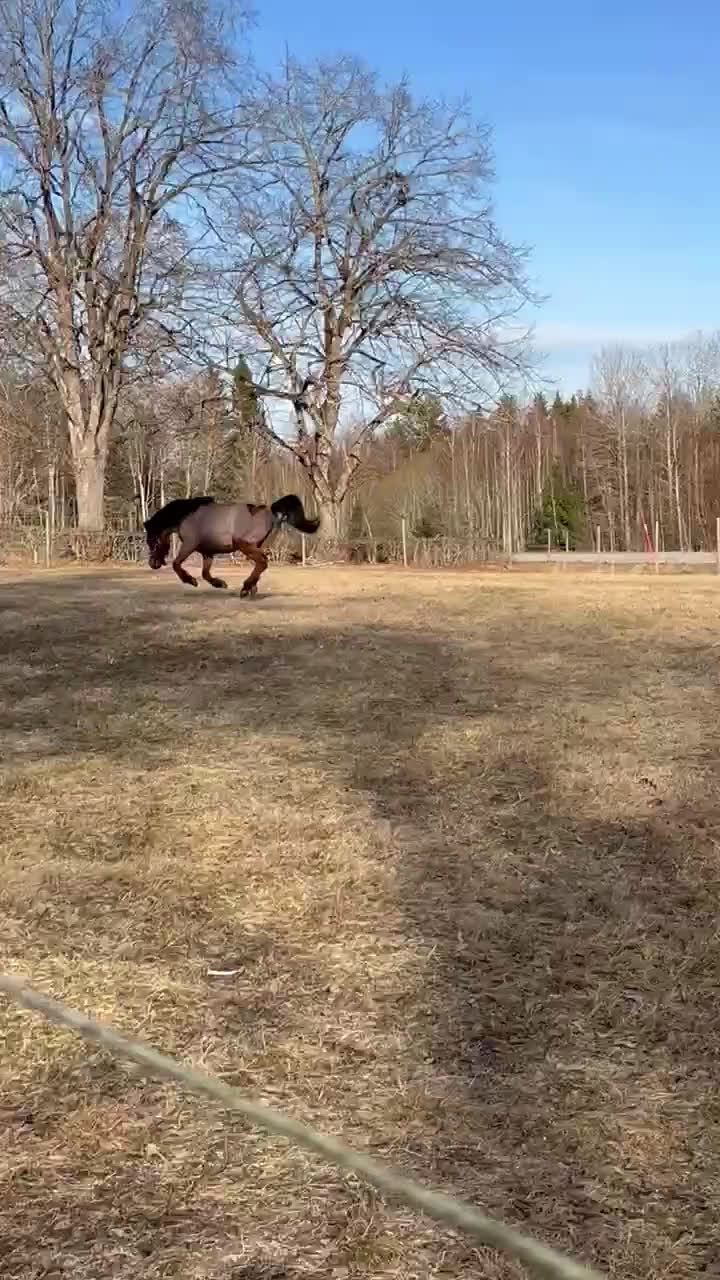 Allround hästar till salu: Gudasnäll skogsmulle i Motala - Video 3