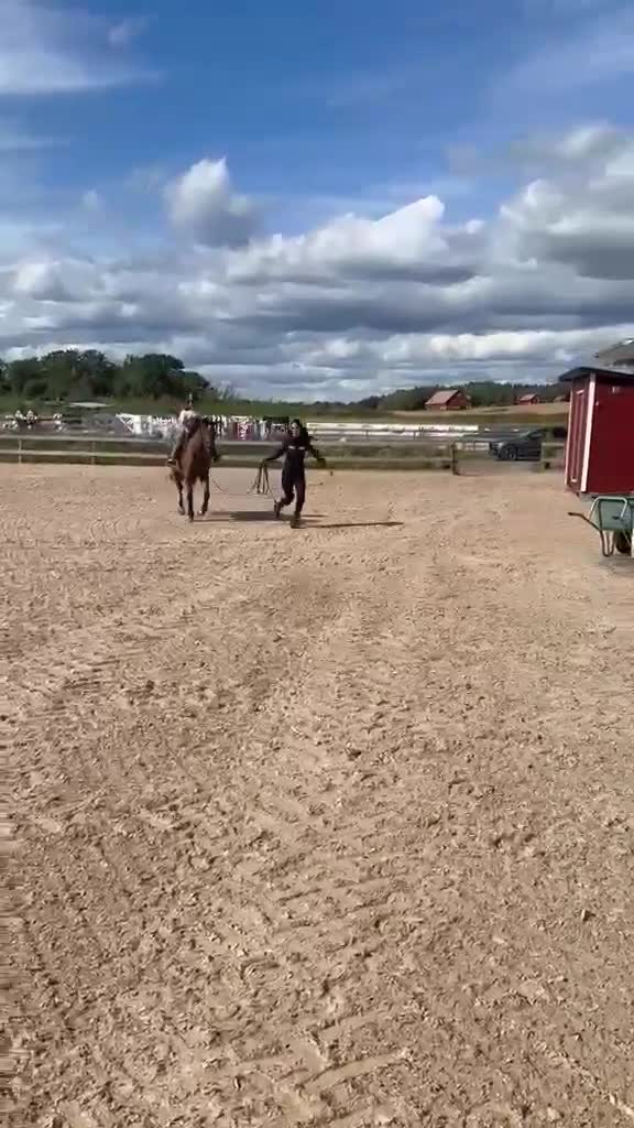 Hoppning hästar till salu: Snäll sportponny - Video 3