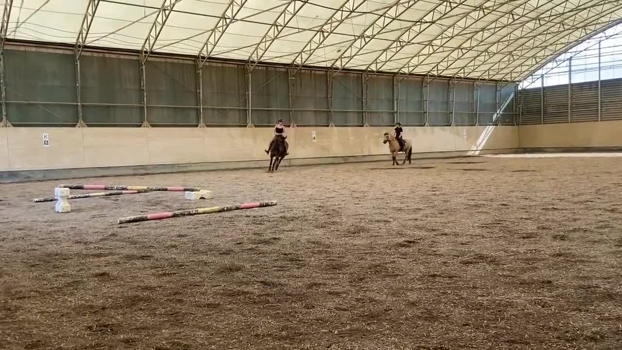 Allround hästar till salu: Trevligt välutbildat sto med fin stam - Video 4