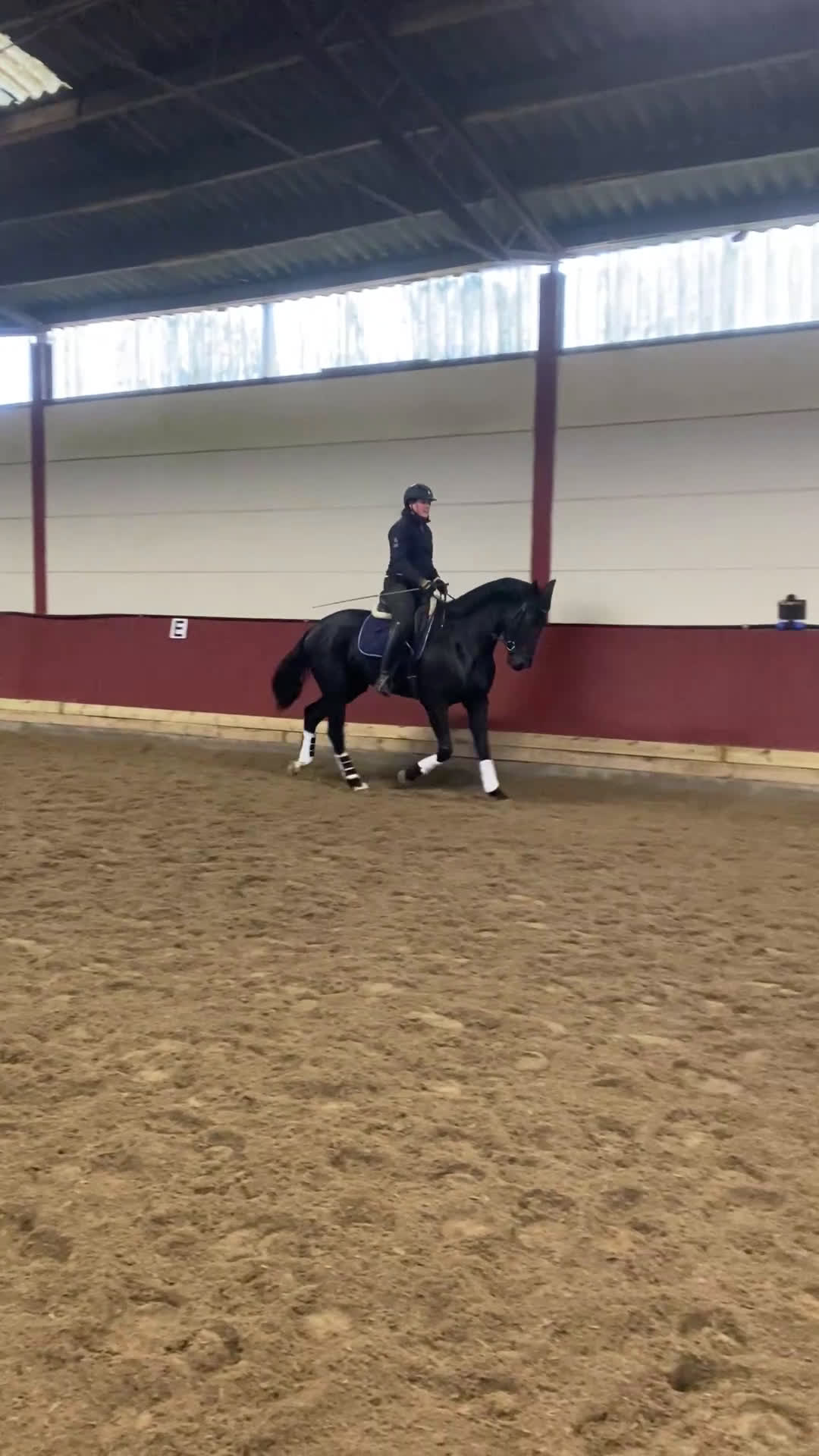 Dressyr hästar till salu: Underbart Swb sto   - Video 1