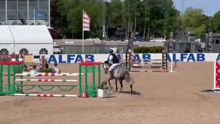 Hoppning hästar till salu: Perfekt övergångshäst i Kil - Video 1