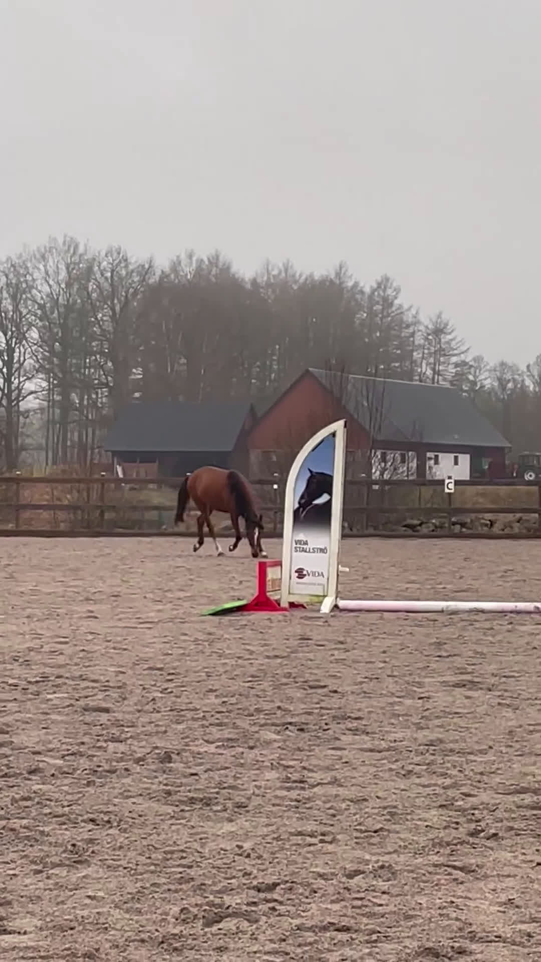 Allround hästar till salu: Riktig charmör som älskar livet. i Hässleholm - Video 2