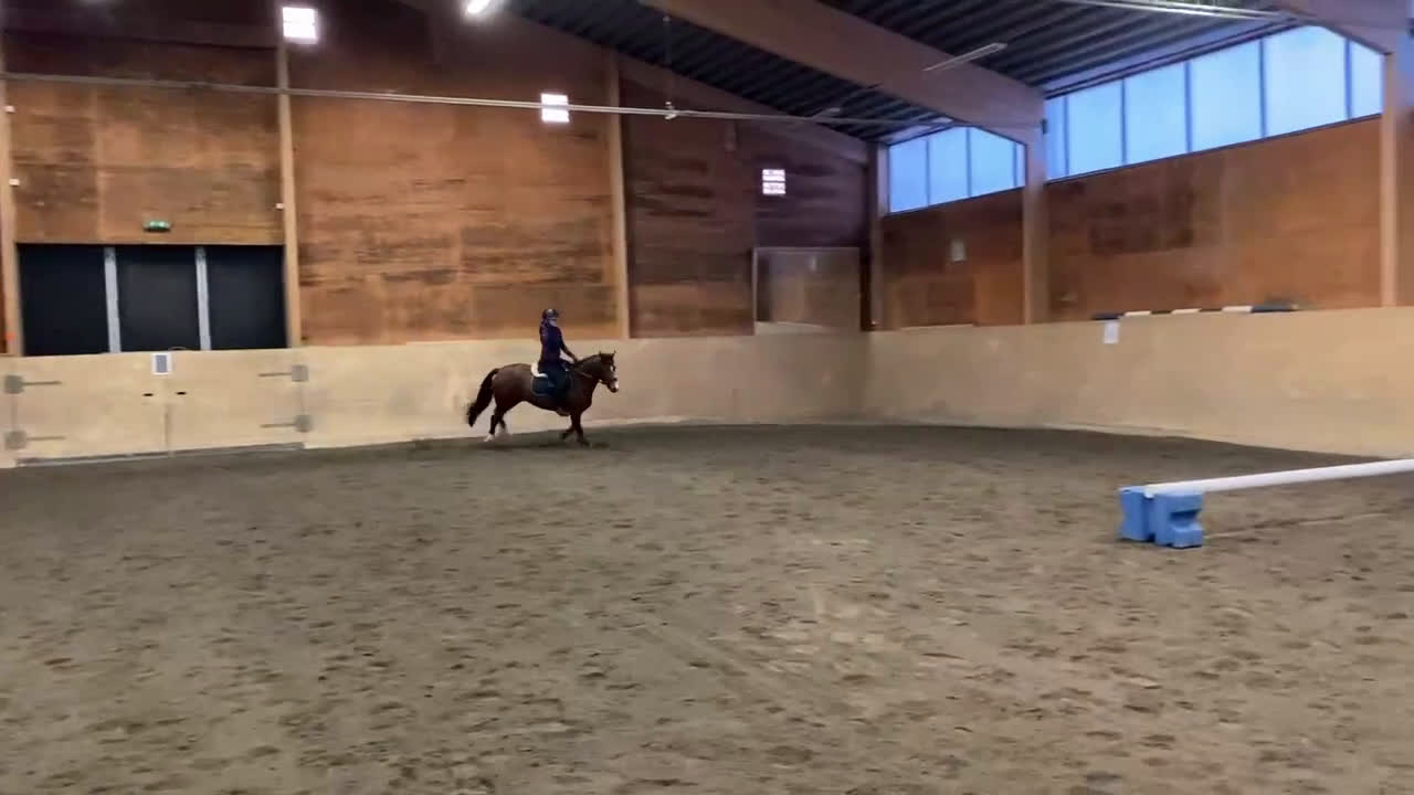 Hoppning hästar till salu: Lovande C-ponny i Bollnäs - Video 4