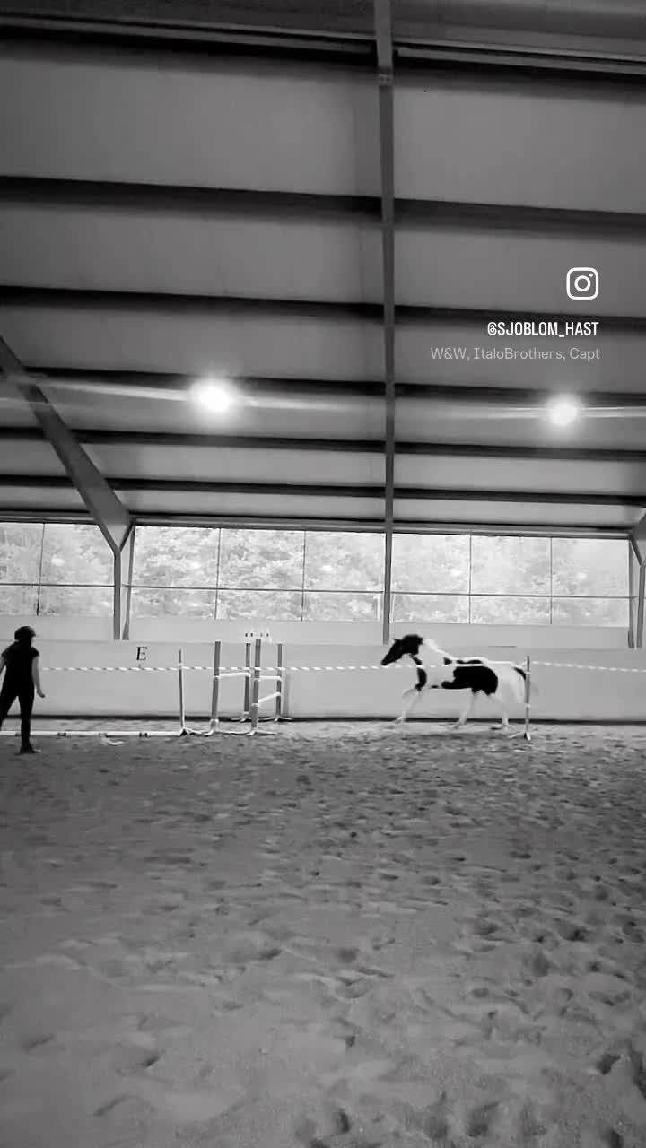 Hoppning hästar till salu: Lovande 4-årig Welsh Partbred med fina kvaliteter - Video 2