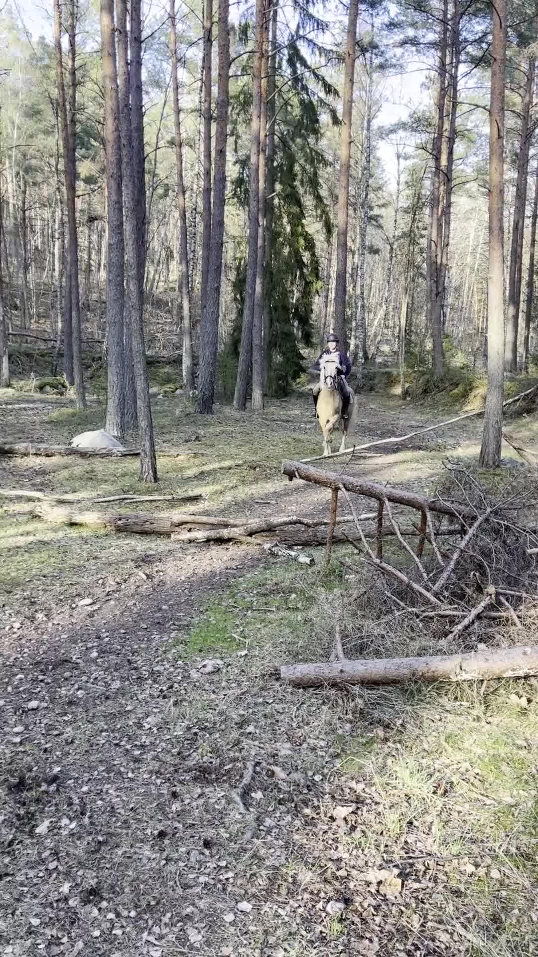 Allround hästar till salu: Trevlig och okomplicerad inriden valack - Video 2