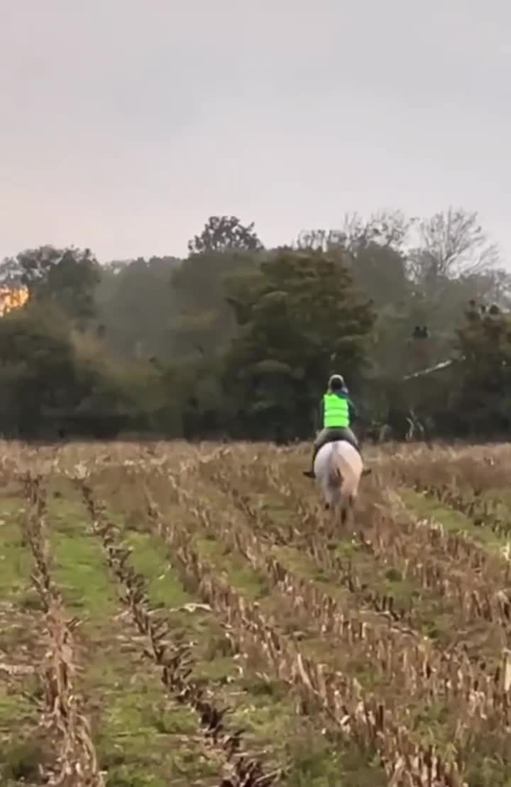 Hoppning hästar till salu: Säljes förmånligt pga ryttarbrist - Video 1