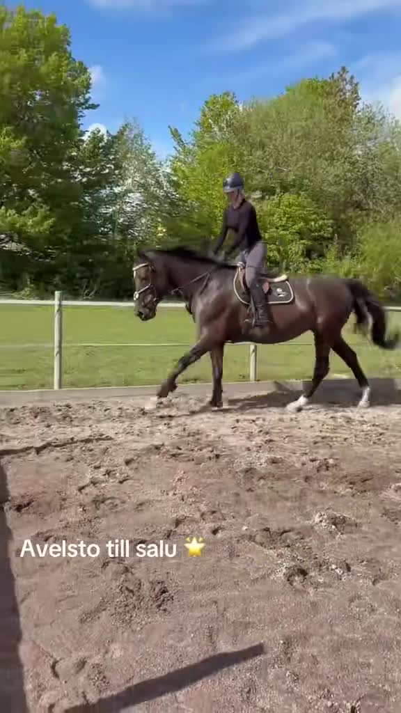 Hoppning hästar till salu: SWB selektionssto i Tomelilla - Video 3