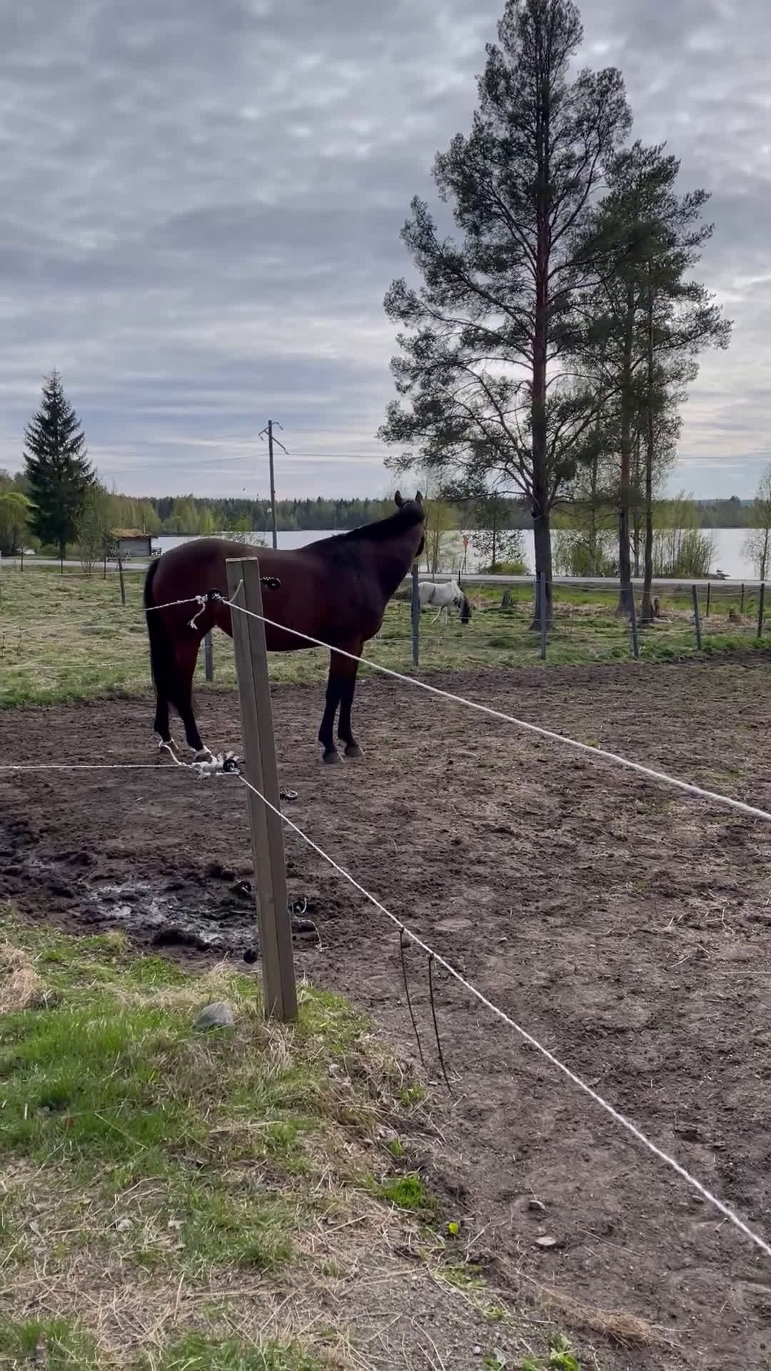 Allround hästar till salu: Lyxigaste skogsmullen  i Piteå - Video 3