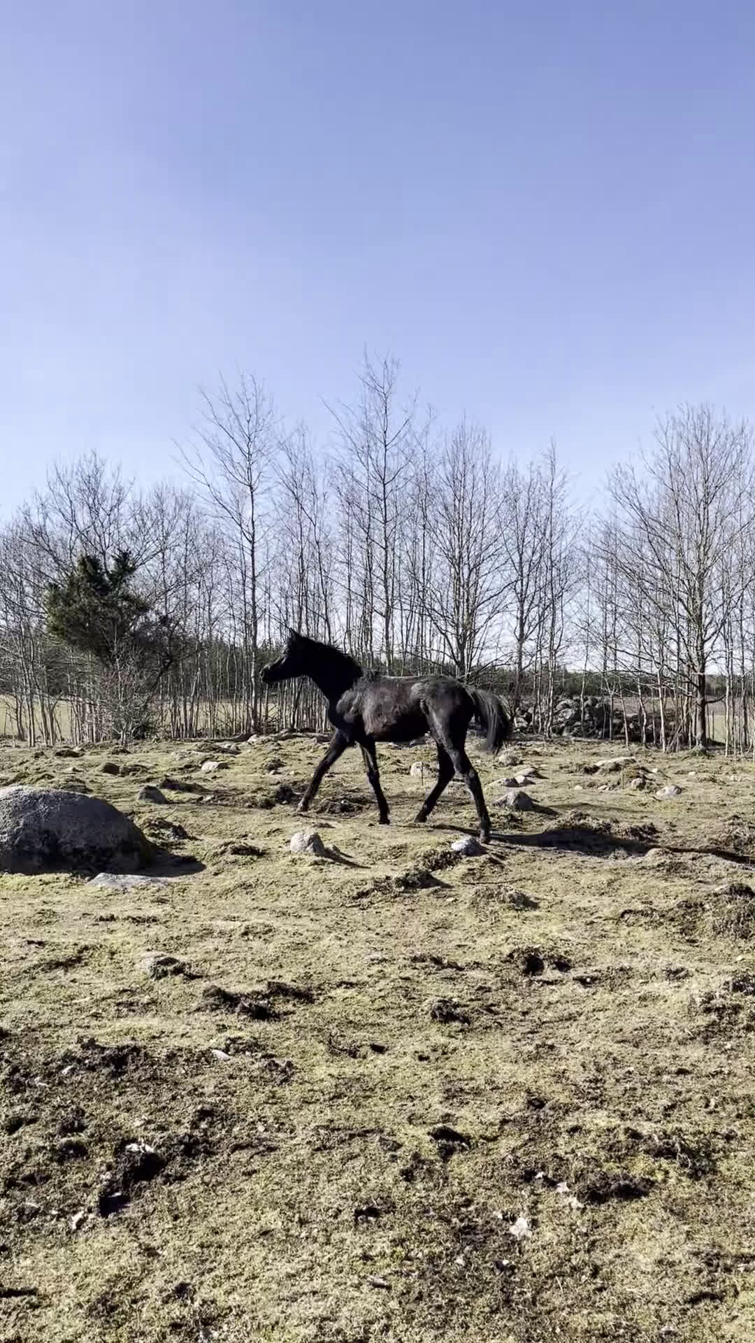 Hoppning hästar till salu: Skimmelsto med prestationsstam - Video 3