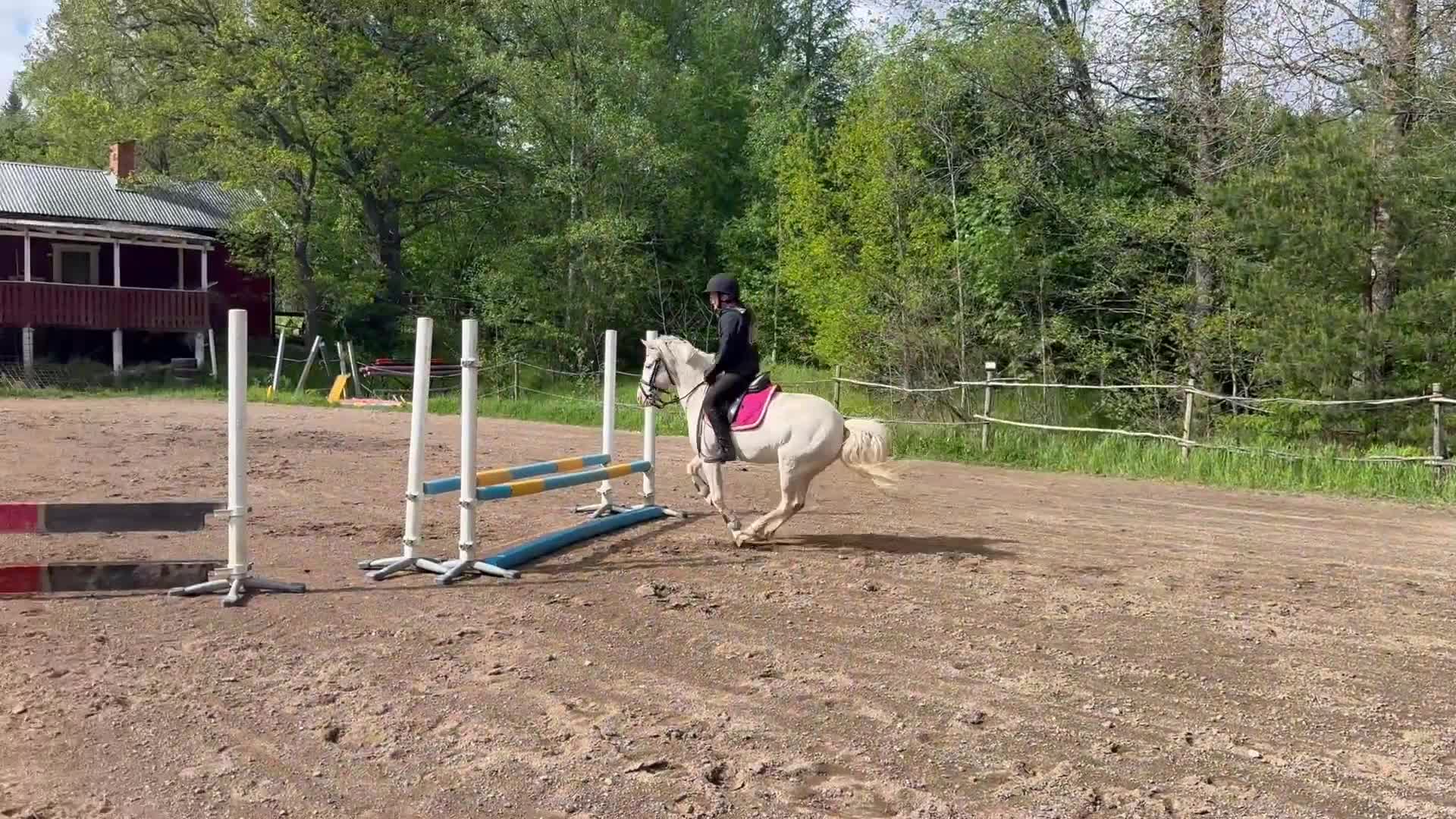 Körning hästar till salu: Inkörd allround ponny - Video 5