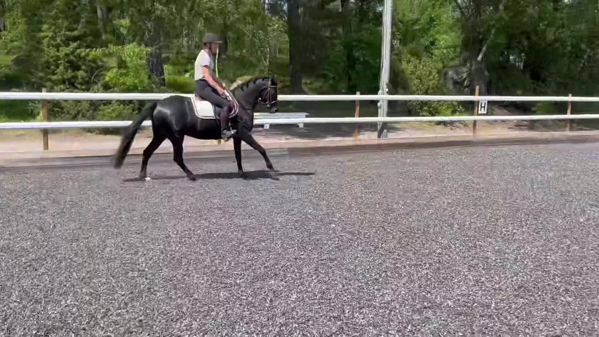 Allround hästar till salu: Ponnyn som har allt! i Bro - Video 1