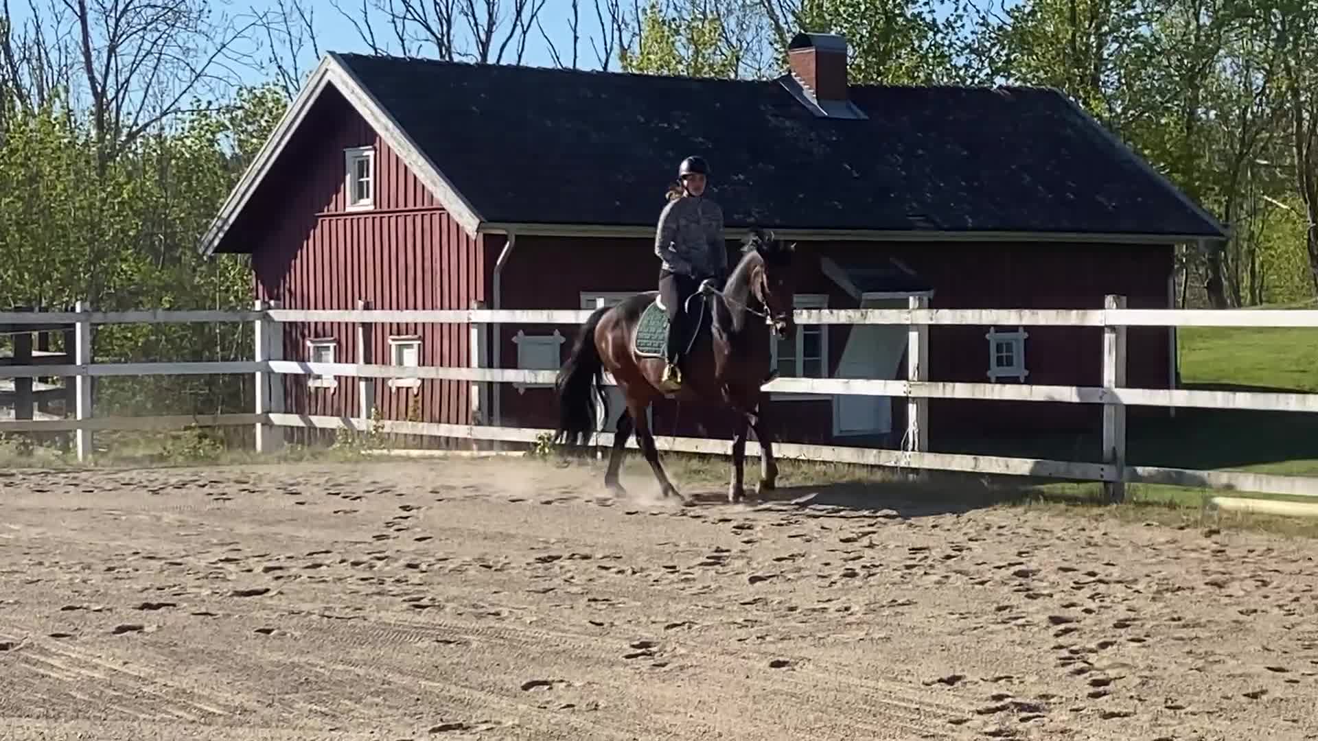 Allround hästar till salu: Trevlig och arbetsvillig valack! i Trollhättan - Video 1