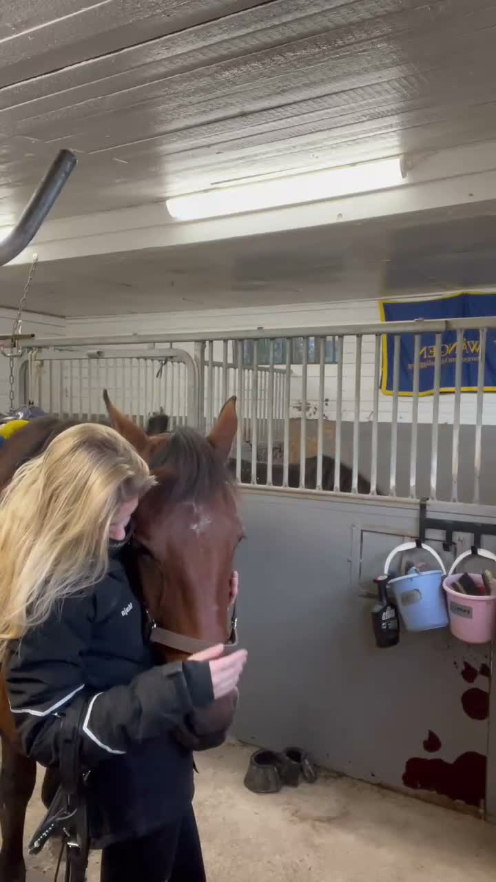 Trav hästar till salu: Snäll valack söker nytt hem - Video 3