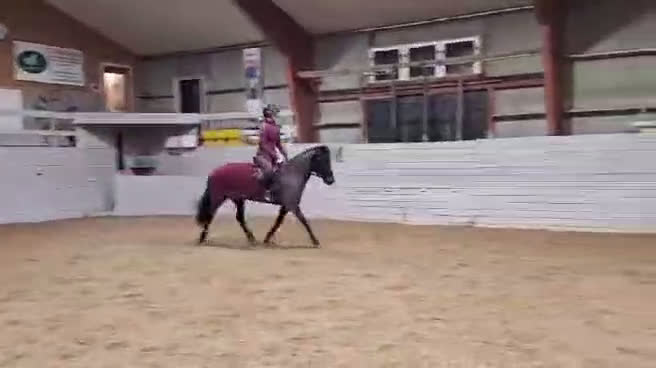 Allround hästar till salu: Supersnygg svart ponny med potential  i Ekolsund - Video 1