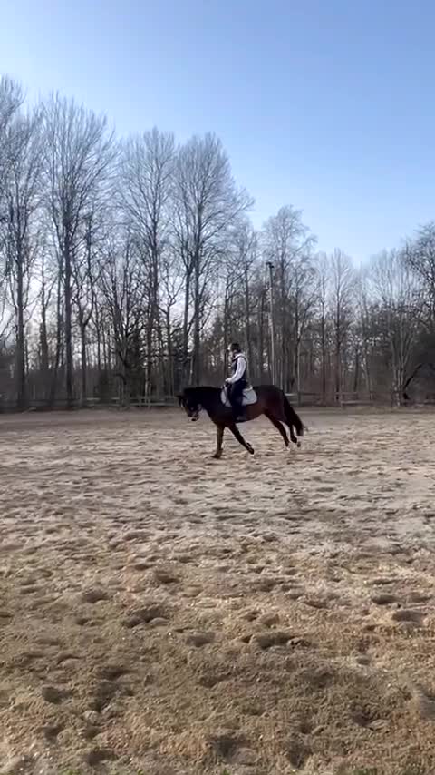 Allround hästar till salu: Trygg och arbetsvillig C-ponny med potential i Alvesta - Video 1