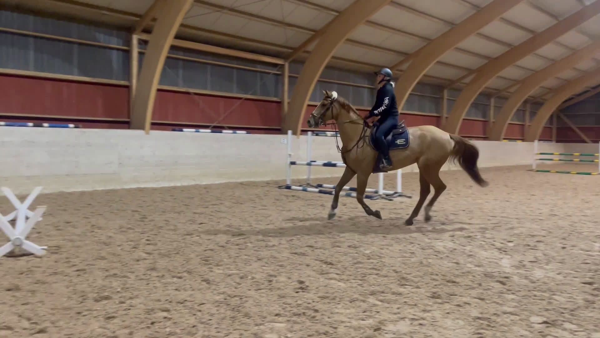 Allround hästar till salu: Underbart sto med mycket kapacitet - Video 2