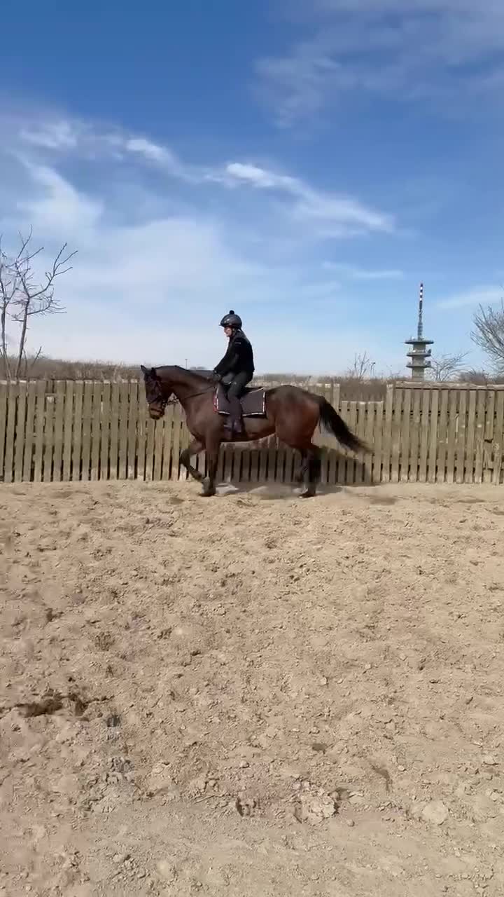 Allround hästar till salu: Fullblod med förutsättning till vad man vill. - Video 5