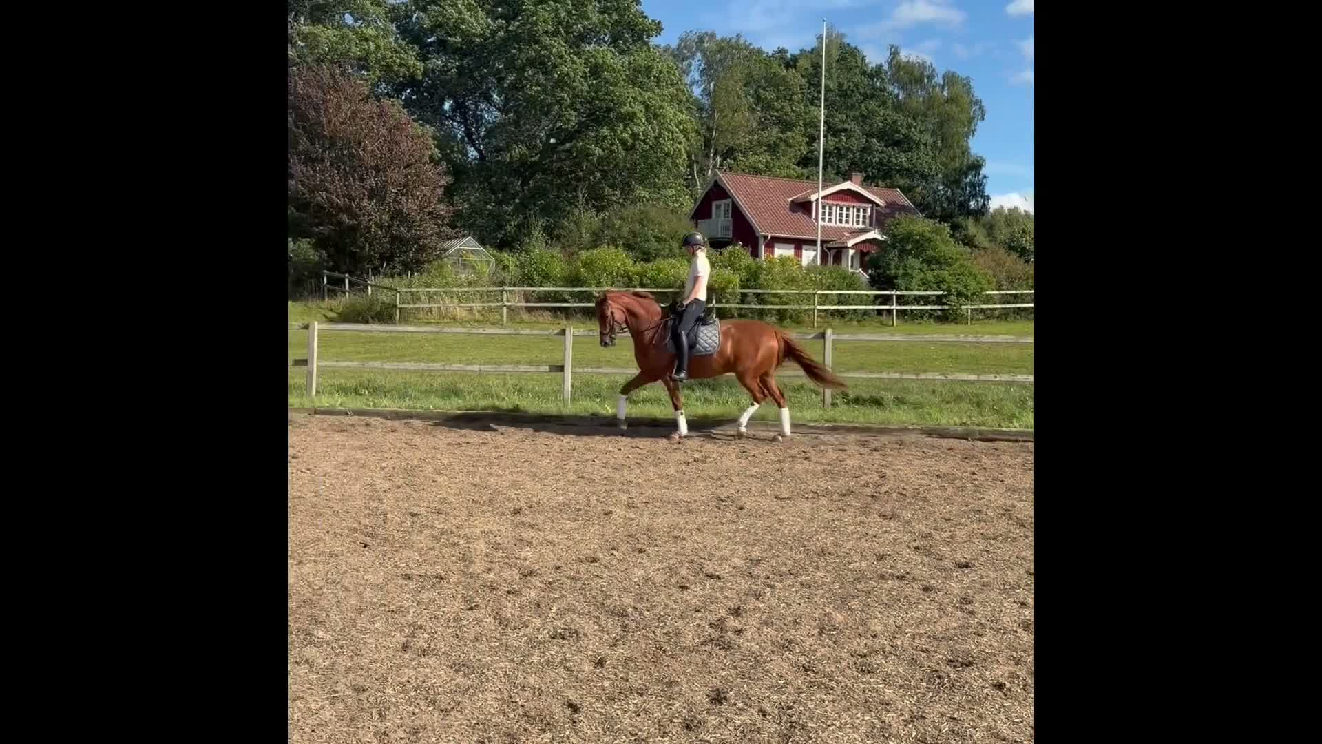 Dressyr hästar till salu: Fin talangfull 4 åring  - Video 1