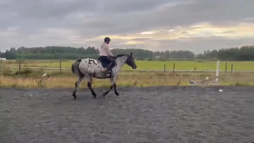 Allround hästar till salu: Vackert sto som passar för de flesta grenar - Video 1