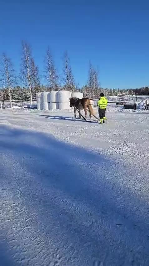 Allround hästar till salu: Fux fröken Havtorn letar sin nya favoritmänniska. - Video 1