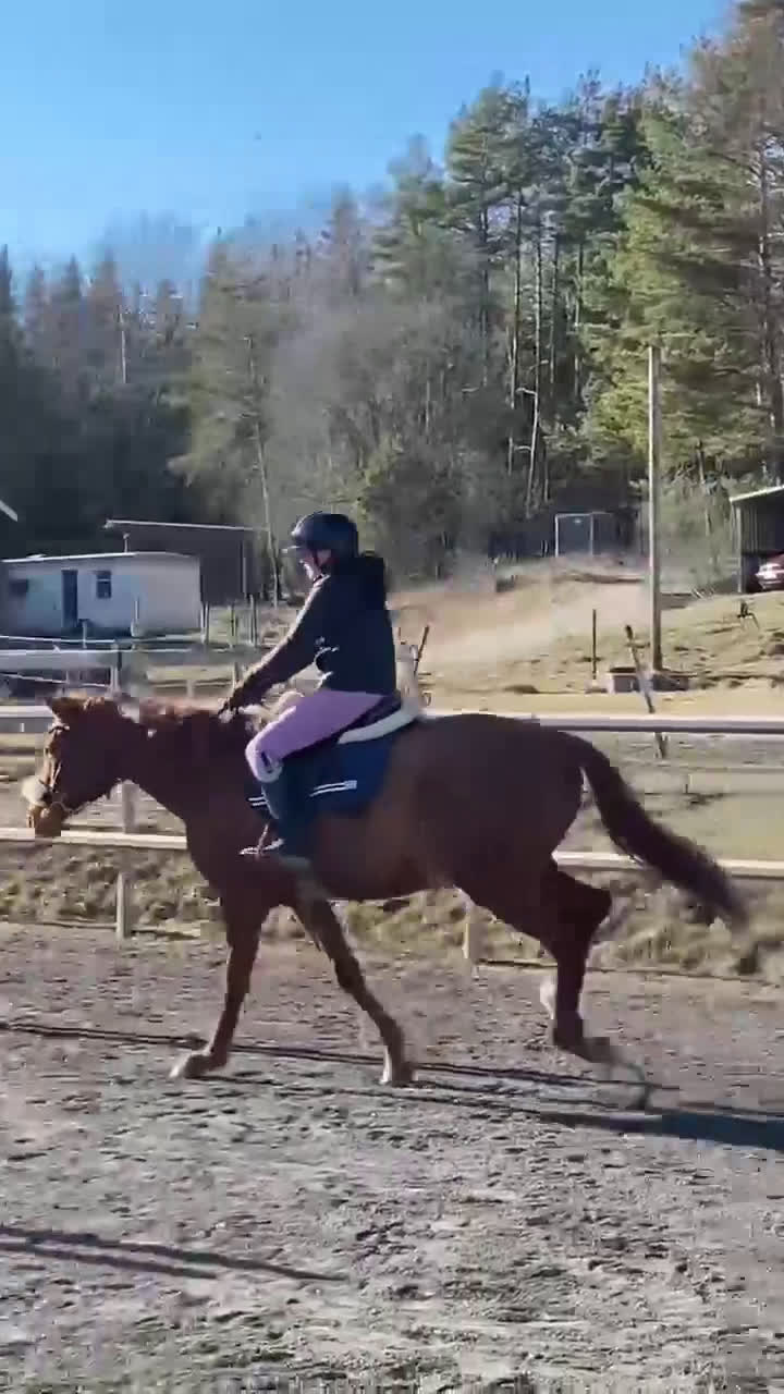 Allround hästar till salu: Drömhäst till Salu - Video 3
