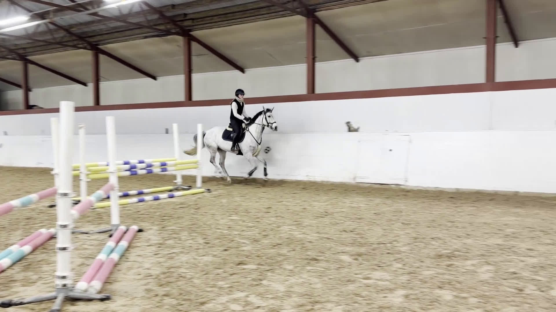 Hoppning hästar till salu: Sto med power för hopp eller fälttävlan - Video 3