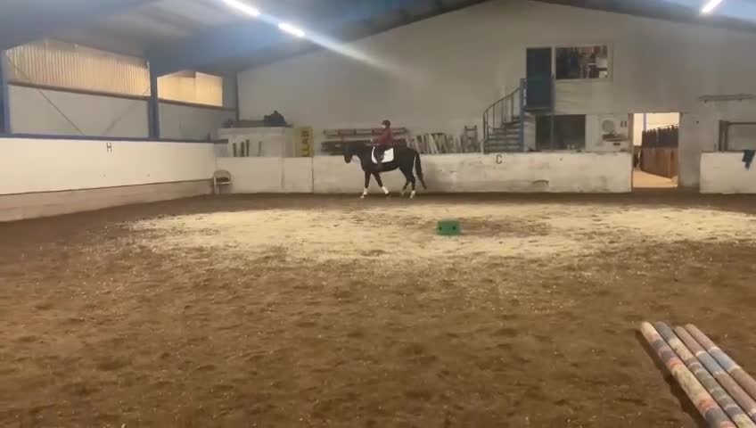 Dressyr hästar till salu: Trevligt sto  - Video 1